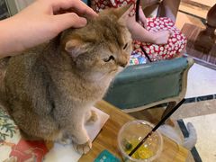 -猫色咖啡·猫咖