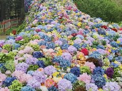 -上海共青森林公园