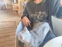 -猫的茶·猫咖