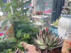 -野菌皇海景野生菌火锅(滨海大道店)