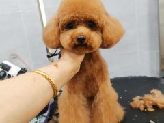 -宠福鑫康馨动物医院·骨科·眼科