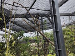 -新加坡飞禽公园