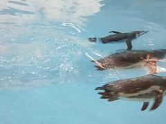 -帝企鹅自助餐厅•儿童岛•真企鹅(长隆企鹅酒店)