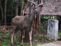 -清迈夜间动物园