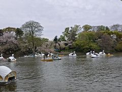 -井之头恩赐公园