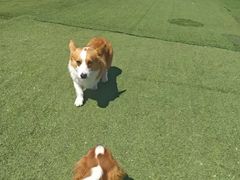 -宠物寄养训练学校