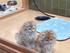 -帕帕拉兹宠物(亚洲旗舰店)