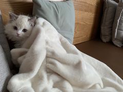 -小猫来了·猫舍(红山六九七九店)