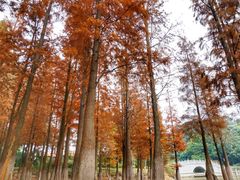 -广州市帽峰山景区