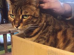 -猫猫幼稚园·撸猫·桌游·电玩