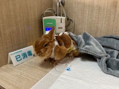 -北京观赏动物医院·24小时大型综合·猫专科·异宠专科