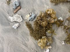 -东郊椰林