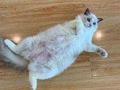 -momokira米努特·德文卷毛猫·棉花面纱犬