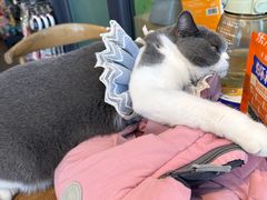 -萌兽医馆·眼科·异宠专科(三里屯店)