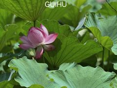 -桂湖森林公园