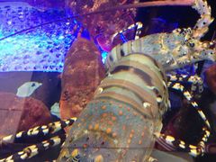 旅南活海鮮-旅南活海鲜-屏东(墾丁海鮮，海鮮餐廳，墾丁團體合菜，平價熱炒，墾丁熱炒店，活海鮮推薦，在地海鮮餐廳)