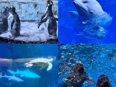-海合安青岛极地海洋公园