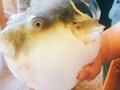 -天正河鲀·河豚亭(大连店)