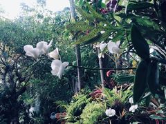 -绿光森林餐厅