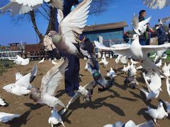 -南通洲际绿博园