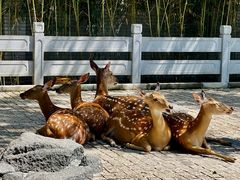 -北京野生动物园