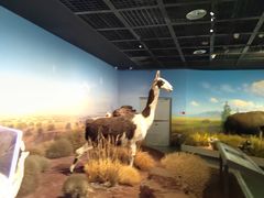 -陕西自然博物馆