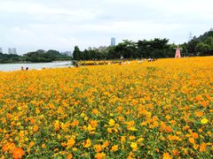 -顺峰山公园
