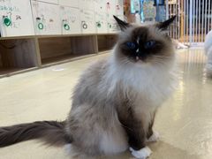 -藏猫猫咖啡主题馆(中央大道店)