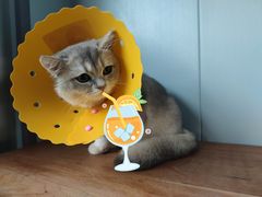 -伟伟宠物医院·瑞派猫友好医院·猫科(光谷店)