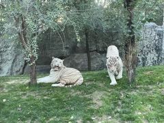 -北京野生动物园