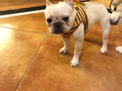 -more than meow吴止猫主题餐厅(承德 中船汇店)