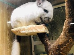 -藦茜花园宠物主题亲子互动体验馆(国顺东路店)