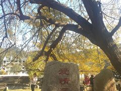 -千年银杏谷文化旅游区