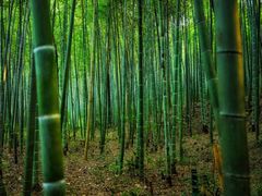 -青龙山国家森林公园