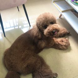 -첫번째 初见美学中心