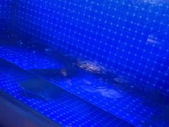 -蜀香三绝·牛蛙·烤鱼·天府炒鸡(安丘泰华店)