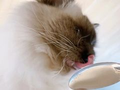 -遇见羊驼·奶狗咖·布偶猫咖·法斗柯基柴犬阿拉斯加(春熙路太古里IFS店)
