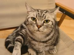 -猫咪派对(江南西店)