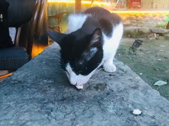 -吉姆餐厅