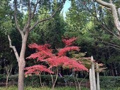 -黄兴公园