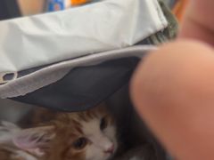 -A猫a狗全科·犬猫异宠·芥西宠物医院(南开总院)