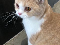 -瞄一喵猫咖(格力海岸店)