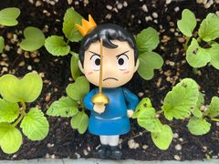 -春苗炸鸡