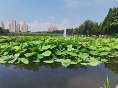 -前关湿地公园