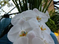 -马家烧麦(总店)