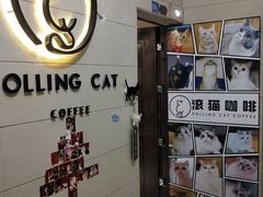 -滚猫咖啡·猫咖·猫友好撸猫(未来城店)