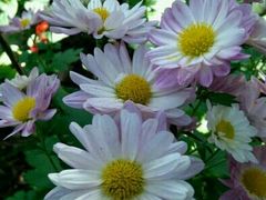 -普陀山慧济禅寺