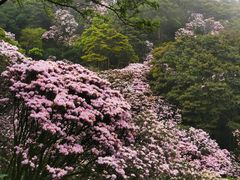 -梧桐山风景名胜区