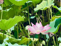 -荔湾湖公园