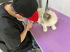 -中农国际动物医院24小时·猫科·骨科·急重症中心